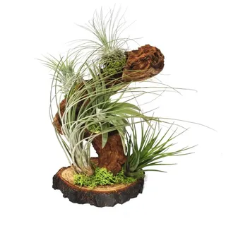 EXOTENHERZ Tillandsien auf Wurzelbaum gross 5 Pflanzen