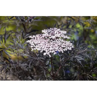 PlantaPro Sambucus nigra 'Black Lace' 40-60 cm – Winterhart, Mehrjährig & Pflegeleicht – Schwarzer Holunder – Heckenpflanze für Garten & Sichtschutz