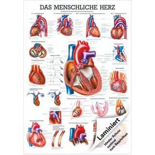 Das Herz Lehrtafel Anatomie 100x70 cm medizinische Lehrmittel, Laminiert