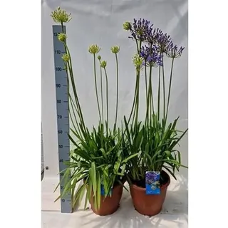 Agapanthus africanus im 2 Liter Topf, ca. 70 cm – Pflegeleichte Schmuckpflanze für Garten & Terrasse, Blühfreudig und Winterhart