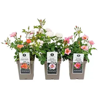 Piardino Beetrose Persica-Hybriden  (Rosa Hybride, Sortenabhängig, Topfvolumen: 5 l)