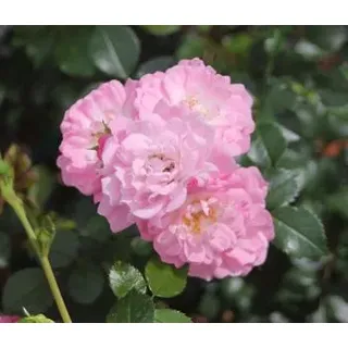 Bodendeckerrose 'Satina®', Rosa