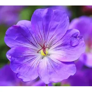 Storchschnabel 'Rozanne®', Lavendel