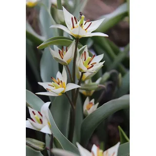 Wildtulpen Turkestanica Botanische Tulpenzwiebeln 25 Blumenzwiebeln