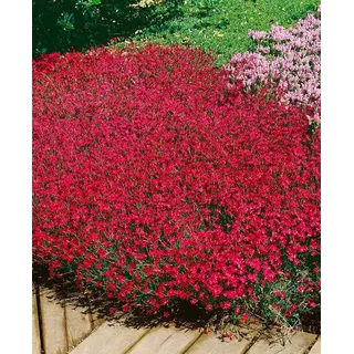 Pflanzen für Dich Staude Dianthus deltoides Brillant, 1 St., Heide-Nelke, Nelke rot