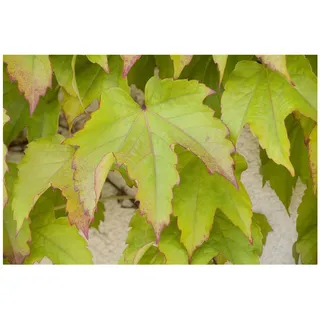 Pflanzen Für Dich Parthenocissus tricuspidata 'Veitchii', Wilder Wein, 150–200 cm