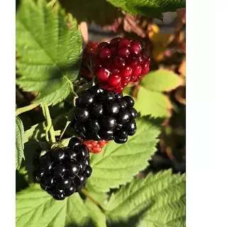 Brombeere Loch Ness  (Rubus fruticosus 'Loch Ness', Erntezeit: Juli)