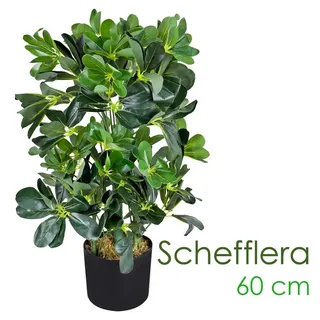 Decovego Schefflera Arboricola, im Topf, Höhe 60 cm