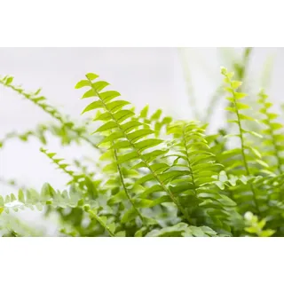 Pflanzen Schwertfarn Nephrolepis exaltata Green Lady H ca. 60 cm 17 cm Topf