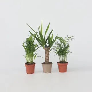 Plant in a Box - Kleine Zimmerpalmen - 3 Stk - Mini Indoor Palm Mix - Höhe 25-40cm - Topf 12cm
