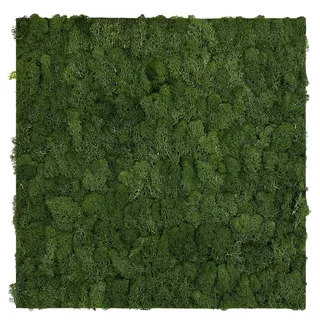 52 x 52 cm dark green