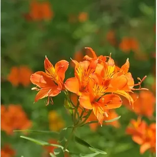 Inkalilie Indian Summer - Alstroemeria - lebende Gartenpflanze aus den Baumschulen