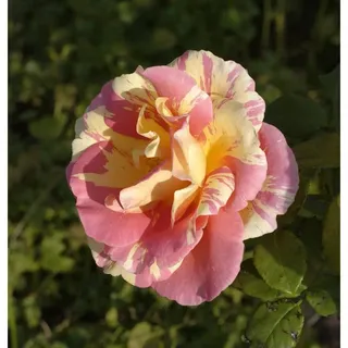 Baumschule Malerrose Claude Monet® 30-60cm