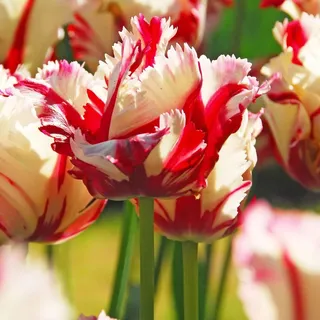 Plant in a Box - Tulpenzwiebeln - 14 Stk - Tulipa 'Estella Rijnveld' - Blumenzwiebeln - Rot