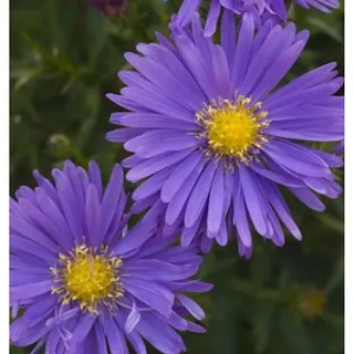 die nr-01.de Kissenaster Augenweide - Aster dumosus