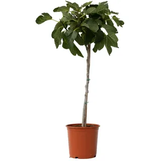 Plant in a Box - Ficus Carica Höhe 70-90cm - Topf 21cm