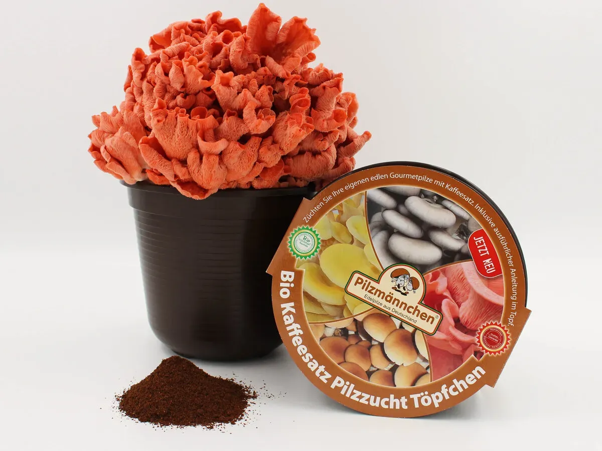 Kaffeesatz Pilzzucht-Töpfchen Bio