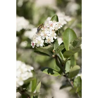 PlantaPro Aronia prunifolia 'Nero' 60-80 cm - Apfelbeere, weiße Blüten, Blütezeit Mai, essbare Früchte, ideal für Hecken, bienenfreundlich und winterhart