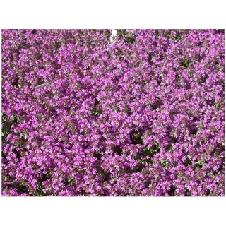 Pflanzen Für Dich Thymus serpyllum P 0,5