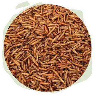 Warnick ́s Tierfutterservice Naturhäppchen Soldatenfliegenlarven, Soldatenlarven - 1000 ml in Tüte - Naturfutter für Terrarientiere, Teichfische, Vögel und Hunde