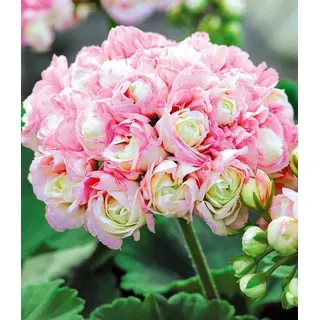 BALDUR Garten 3x Stehende Geranie 'Appleblossom', Pflanzen im 10,5 cm-Topf, Balkon-Geranie, stark gefüllt in Weiß mit Rosé, Hit für Balkonkäst...