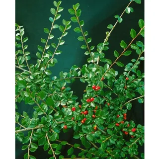 Pflanzen Für Dich Cotoneaster divaricatus, Strauchmispel, 40–60 cm