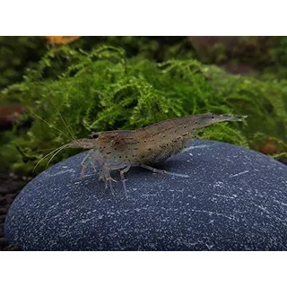 Sehr Junge Amano Garnele - Caridina multidentata (Japonica), 10 Stück