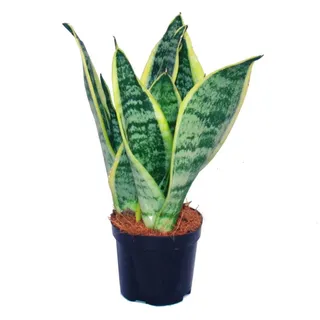 EXOTENHERZ Sansevieria Trifasciata Gelbgrüner Bogenhanf 9cm Topf