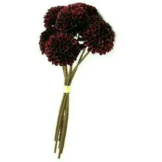 Dahlien Bund x7 30cm burgund