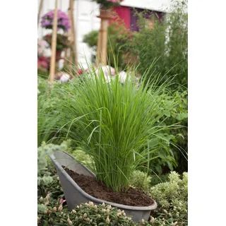 Pflanzen für Dich Gräser Panicum virg. Northwind, 1 St., Rutenhirse, aufrecht, winterhart
