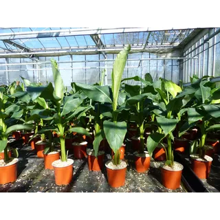 gruenwaren jakubikBananenstaude Musa Basjoo 80-100 cm winterhart Staude japanische Faserbanane