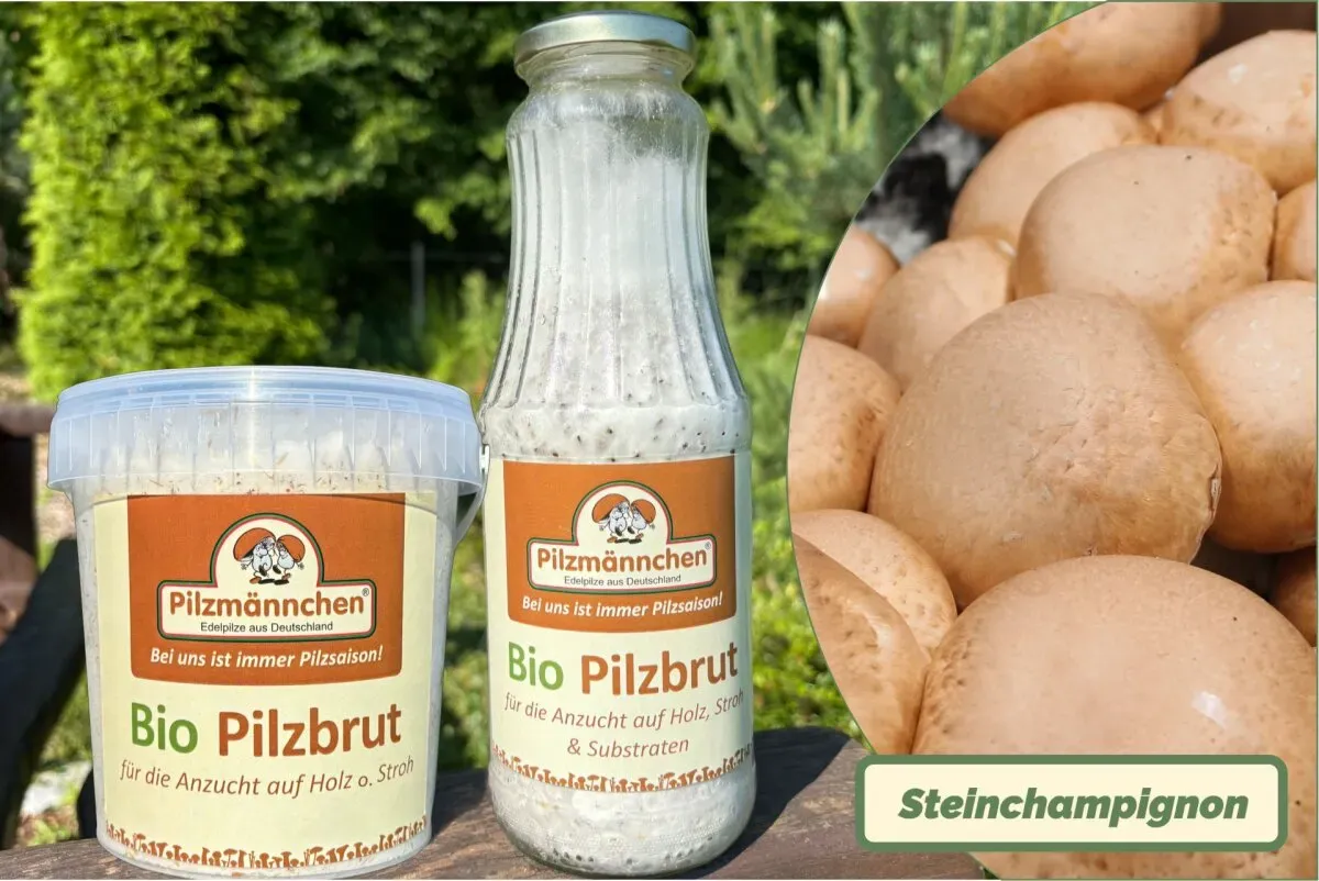 Steinchampignon-Pilzbrut BIO 1 Liter