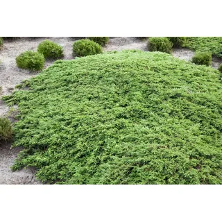 Pflanzen Für Dich Juniperus communis Green Carpet' Wacholder Grün 20–30 cm