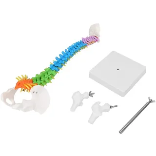 Anatomisches Wirbelsäulenmodell, 45 cm, Flexibel mit Becken und Ständer, Lehrmodell für Skelett-Studien