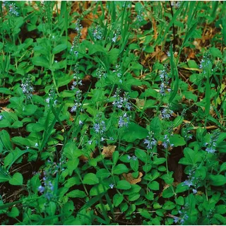 Pflanzen Für Dich Veronica officinalis Echte Ehrenpreis Ca. 9x9 cm Topf Bodendeckend