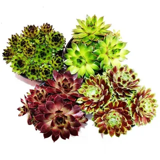 EXOTENHERZ Hauswurz Set aus 4 verschiedenen Sempervivum-Sorten