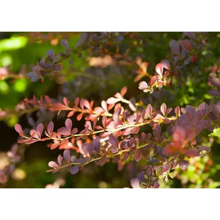 Pflanzen Für Dich Berberis thunbergii Atropurpurea 15–20 cm