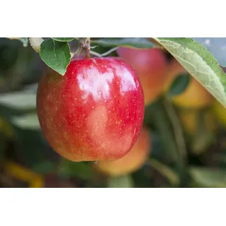 Pflanzen Für Dich Malus 'Braeburn', Apfelbaum 150–200 cm