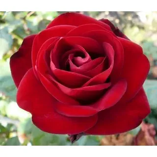 Edelrose 'Marlene®', Rot
