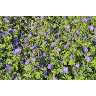 Pflanzen für Dich Staude Geranium himalayense Gravetye, 1 St., Himalaya-Storchschnabel blau