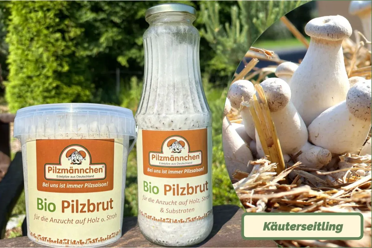 Kräuterseitling-Pilzbrut BIO 1 Liter
