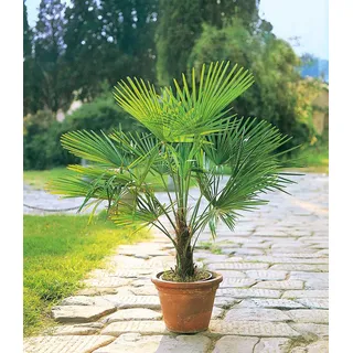 BALDUR Garten Winterharte Kübel-Palmen 1 Pflanze, Chinesische Hanfpalme Freilandpalme Gartenpalme,Trachycarpus fortunei frosthart und trockenresistent