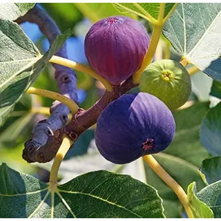 Winterharte Feige `Bornholm ́, Ficus carica, 60-80cm im 3,5L Topf