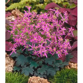 Pflanzen Für Dich Saxifraga cortusif.var.fort.'Black Ruby', Steinbrech, rubinrot, ca. 9x9 cm Topf