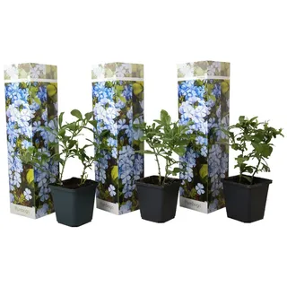 Plant in a Box - Plumbago auriculata - Höhe 25-40cm