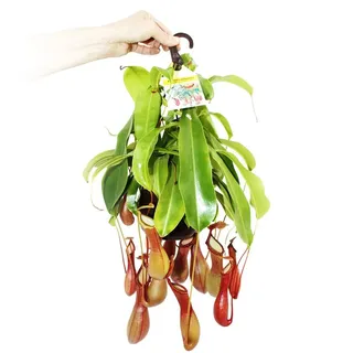 EXOTENHERZ - Fleischfressende Pflanze - Nepenthes alata 14cm Ampeltopf