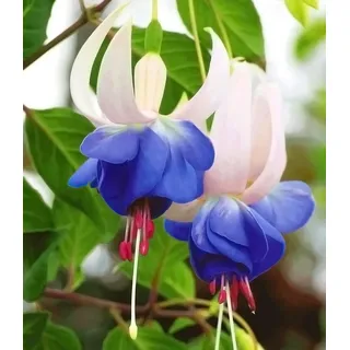 BALDUR Garten 6x Winterharte Fuchsien 'Blue Sarah', Pflanzen im 9x9 cm-Topf, Gartenfuchsien, Freilandfuchsien, Fuchsia, winterharte Staude, mehrjährig & pflegeleicht, blühend, schattiger Standort