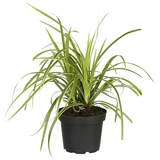 Piardino Segge  (Carex morrowii 'Icedance', Topfgröße: 14 cm)