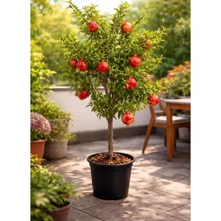 Punica granatum ‘Acco’ Granatapfelbaum 70–100 cm – winterhart, ertragreich, mediterrane Kübelpflanze, dekorativer Obstbaum für Balkon & Garten, pflegeleicht, essbare Früchte